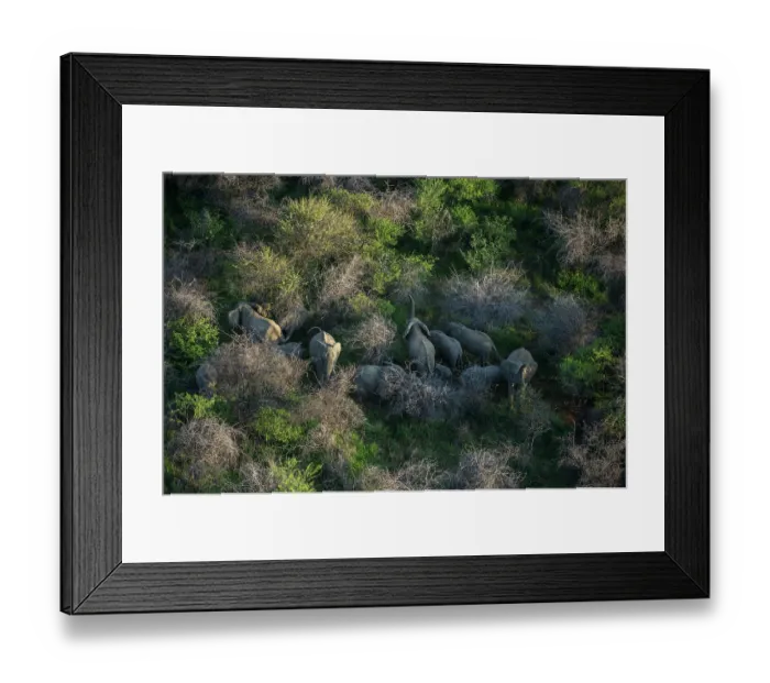 Framed Print : Aerial view of African elephant (Loxodonta africana) herd standing in bushes, Marakele National Park, South Africa. Endangered Framed Print : Aerial view of African elephant (Loxodonta africana) herd standing in bushes, Marakele National Park, South Africa. Endangered
