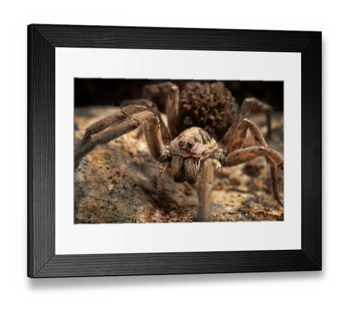 Framed Print : Wolf spider (Lycosidae) female, carrying spiderlings on back, Parque Natural da Arrabida, Portugal. October Framed Print : Wolf spider (Lycosidae) female, carrying spiderlings on back, Parque Natural da Arrabida, Portugal. October