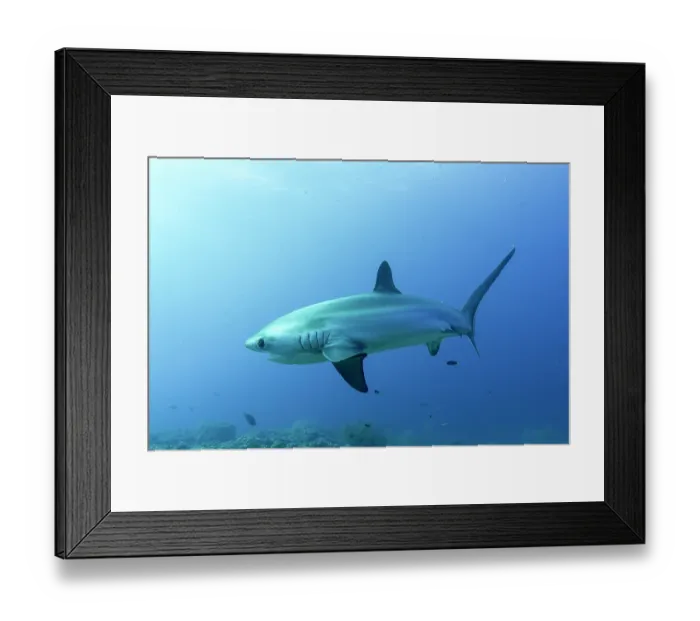 Framed Print : Pelagic thresher shark (Alopias pelagicus) portrait, off Malapascua Island, Philippines, Pacific Ocean. Endangered Framed Print : Pelagic thresher shark (Alopias pelagicus) portrait, off Malapascua Island, Philippines, Pacific Ocean. Endangered