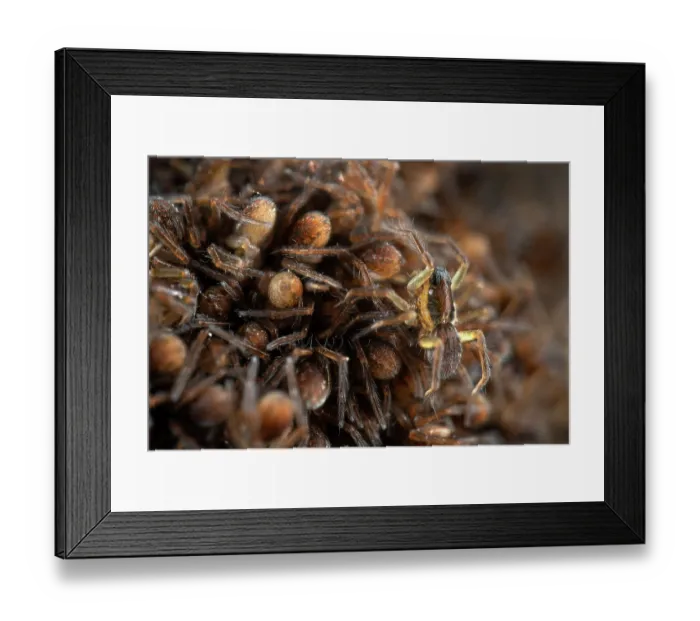 Framed Print : Wolf spider (Lycosidae) female, carrying spiderlings on back, Parque Natural da Arrabida, Portugal. October Framed Print : Wolf spider (Lycosidae) female, carrying spiderlings on back, Parque Natural da Arrabida, Portugal. October