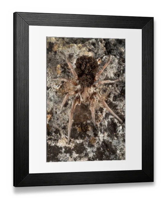 Framed Print : Wolf spider (Lycosidae) female, carrying spiderlings on back, Parque Natural da Arrabida, Portugal. October