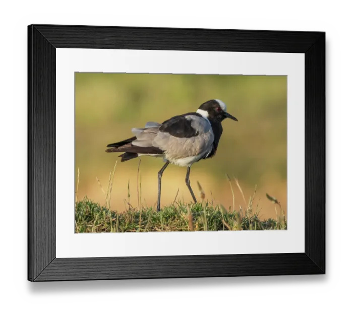 Framed Print : Blacksmith lapwing (Vanellus armatus) standing on grassy ridge, near Robertston, Cape Province, South Africa. November Framed Print : Blacksmith lapwing (Vanellus armatus) standing on grassy ridge, near Robertston, Cape Province, South Africa. November