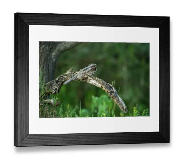 Framed Print : Rufous-cheeked nightjar (Caprimulgus rufigena) perched on branch, Marakele Private Reserve, Waterberg Biosphere Reserve, Limpopo Province, South Africa Framed Print : Rufous-cheeked nightjar (Caprimulgus rufigena) perched on branch, Marakele Private Reserve, Waterberg Biosphere Reserve, Limpopo Province, South Africa