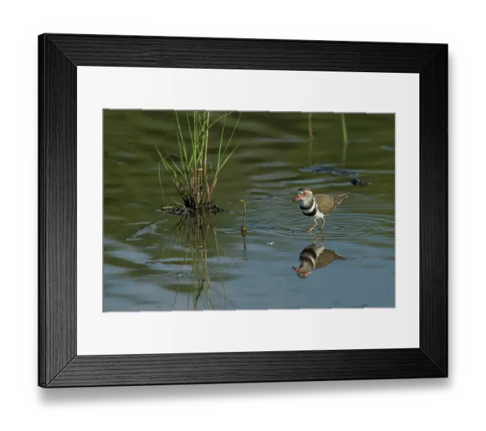 Framed Print : Threebanded plover (Charadrius tricollaris) standing in shallow pond, Marakele Private Reserve, Waterberg Biosphere Reserve, Limpopo Province, South Africa Framed Print : Threebanded plover (Charadrius tricollaris) standing in shallow pond, Marakele Private Reserve, Waterberg Biosphere Reserve, Limpopo Province, South Africa