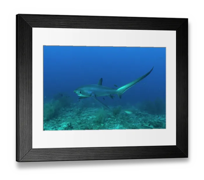 Framed Print : Pelagic thresher shark (Alopias pelagicus) portrait, off Malapascua Island, Philippines, Pacific Ocean. Endangered Framed Print : Pelagic thresher shark (Alopias pelagicus) portrait, off Malapascua Island, Philippines, Pacific Ocean. Endangered
