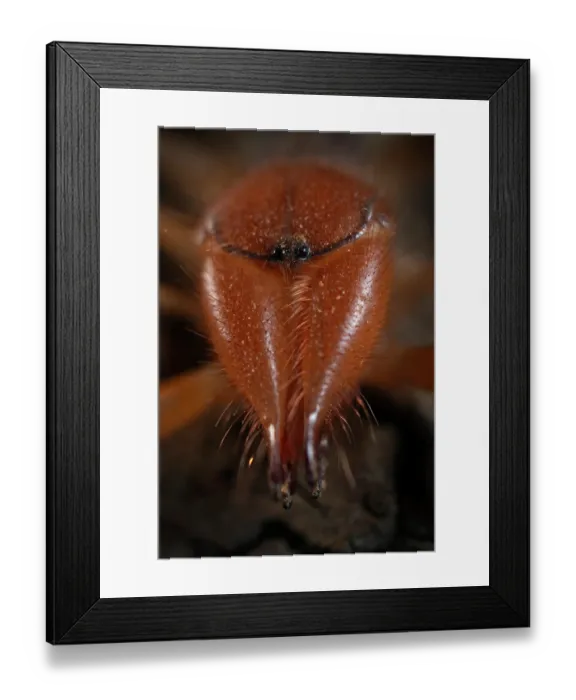 Framed Print : Common European solifugid (Gluvia dorsalis) head portrait, Parque Natural da Arrabida, Portugal. September Framed Print : Common European solifugid (Gluvia dorsalis) head portrait, Parque Natural da Arrabida, Portugal. September