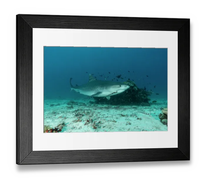 Framed Print : Tiger shark (Galeocerdo cuvier) with old fishing hook in the mouth, off Malapascua Island, Philippines, Pacific Ocean Framed Print : Tiger shark (Galeocerdo cuvier) with old fishing hook in the mouth, off Malapascua Island, Philippines, Pacific Ocean