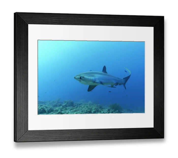Framed Print : Pelagic thresher shark (Alopias pelagicus) portrait, off Malapascua Island, Philippines, Pacific Ocean. Endangered Framed Print : Pelagic thresher shark (Alopias pelagicus) portrait, off Malapascua Island, Philippines, Pacific Ocean. Endangered