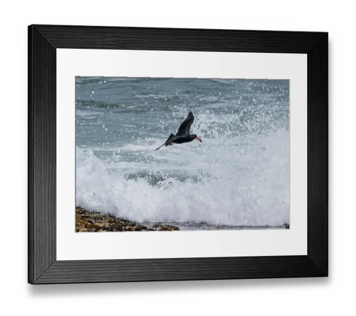 Framed Print : African black oystercatcher (Haematopus moquini) flying through surf with mussel prey in beak, West Coast National Park, Langebaan, South Africa. November Framed Print : African black oystercatcher (Haematopus moquini) flying through surf with mussel prey in beak, West Coast National Park, Langebaan, South Africa. November