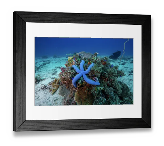 Framed Print : Blue sea star (Linckia laevigata) resting on coral, Malapascua island, Philippines, Pacific Ocean Framed Print : Blue sea star (Linckia laevigata) resting on coral, Malapascua island, Philippines, Pacific Ocean