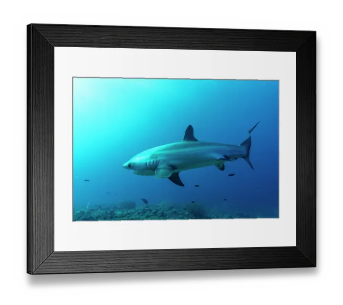 Framed Print : Pelagic thresher shark (Alopias pelagicus) portrait, off Malapascua Island, Philippines, Pacific Ocean. Endangered Framed Print : Pelagic thresher shark (Alopias pelagicus) portrait, off Malapascua Island, Philippines, Pacific Ocean. Endangered