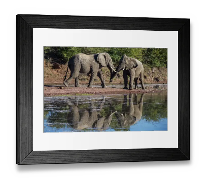 Framed Print : Two African elephants (Loxodonta africana) greeting each other at edge of waterhole, Marataba Park, Marakele National Park, Limpopo Province, South Africa. Endangered Framed Print : Two African elephants (Loxodonta africana) greeting each other at edge of waterhole, Marataba Park, Marakele National Park, Limpopo Province, South Africa. Endangered