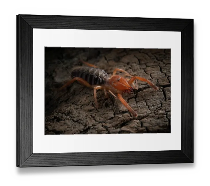 Framed Print : Common European solifugid (Gluvia dorsalis) portrait, Parque Natural da Arrabida, Portugal. September Framed Print : Common European solifugid (Gluvia dorsalis) portrait, Parque Natural da Arrabida, Portugal. September