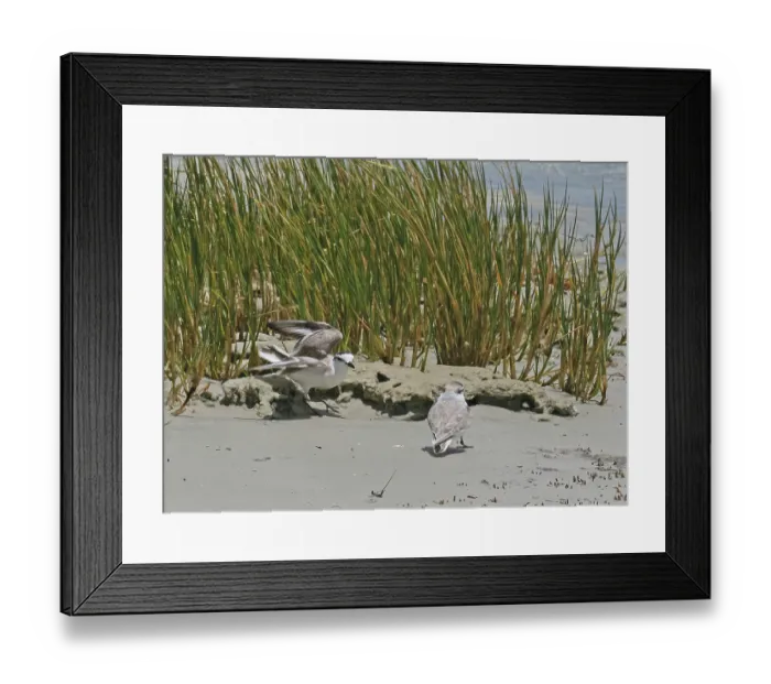Framed Print : White-fronted plover (Charadrius marginatus) pair in courtship display at tideline, West Coast National Park, Langebaan, Cape Province, South Africa. November Framed Print : White-fronted plover (Charadrius marginatus) pair in courtship display at tideline, West Coast National Park, Langebaan, Cape Province, South Africa. November