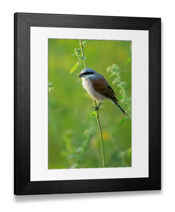 Framed Print : Redbacked shrike (Lanius collurio) perched on plant stem, Marakele Private Reserve, Waterberg Biosphere Reserve, Limpopo Province, South Africa Framed Print : Redbacked shrike (Lanius collurio) perched on plant stem, Marakele Private Reserve, Waterberg Biosphere Reserve, Limpopo Province, South Africa