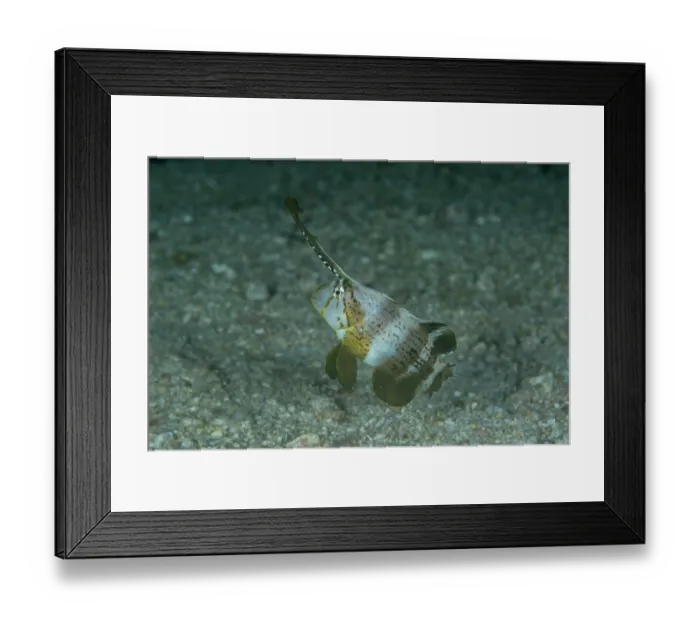 Framed Print : RF - Peacock razor wrasse (Iniistius pavo) swimming over seabed, Malapascua Island, Philippines, Pacific Ocean Framed Print : RF - Peacock razor wrasse (Iniistius pavo) swimming over seabed, Malapascua Island, Philippines, Pacific Ocean