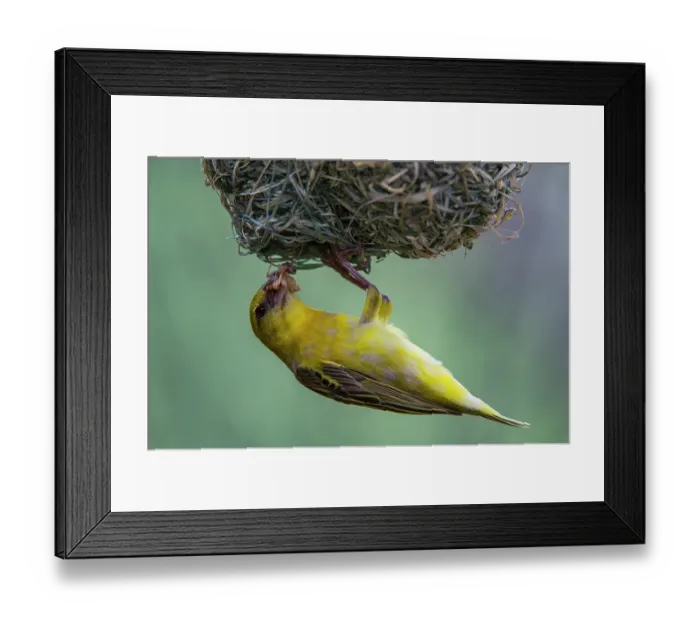 Framed Print : Southern masked weaver (Ploceus velatus) female, perched upside down on hanging nest with food for chicks in beak, Marataba, Marakele National Park, Limpopo Province, South Africa Framed Print : Southern masked weaver (Ploceus velatus) female, perched upside down on hanging nest with food for chicks in beak, Marataba, Marakele National Park, Limpopo Province, South Africa
