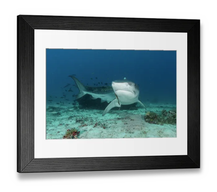 Framed Print : Tiger shark (Galeocerdo cuvier) with old fishing hook in the mouth, portrait, off Malapascua Island, Philippines, Pacific Ocean Framed Print : Tiger shark (Galeocerdo cuvier) with old fishing hook in the mouth, portrait, off Malapascua Island, Philippines, Pacific Ocean