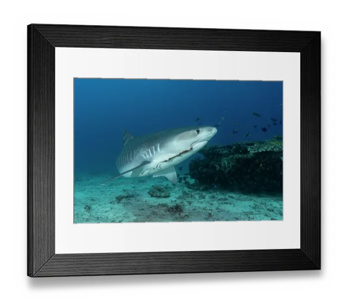 Framed Print : Tiger shark (Galeocerdo cuvier) with old fishing hook in the mouth, portrait, off Malapascua Island, Philippines, Pacific Ocean Framed Print : Tiger shark (Galeocerdo cuvier) with old fishing hook in the mouth, portrait, off Malapascua Island, Philippines, Pacific Ocean