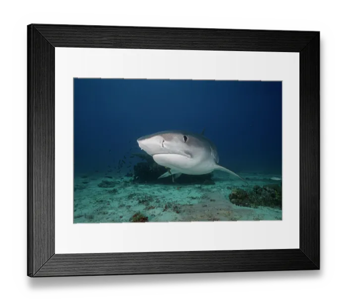 Framed Print : Tiger shark (Galeocerdo cuvier) with old fishing hook in the mouth, portrait, off Malapascua Island, Philippines, Pacific Ocean Framed Print : Tiger shark (Galeocerdo cuvier) with old fishing hook in the mouth, portrait, off Malapascua Island, Philippines, Pacific Ocean