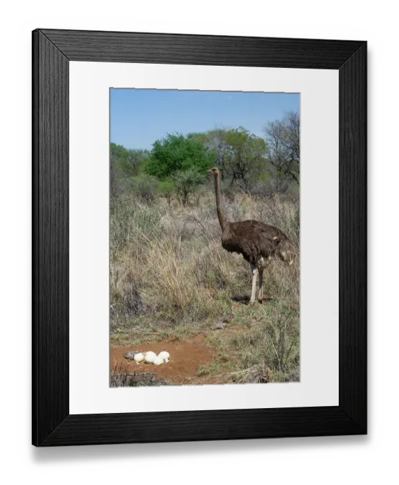 Framed Print : Ostrich (Struthio camelus) female, standing next to nest with eggs and one hatched chick, Marakele Private Reserve, Waterberg Biosphere Reserve, Limpopo Province, South Africa Framed Print : Ostrich (Struthio camelus) female, standing next to nest with eggs and one hatched chick, Marakele Private Reserve, Waterberg Biosphere Reserve, Limpopo Province, South Africa