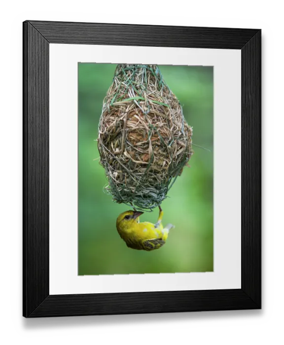 Framed Print : Southern masked weaver (Ploceus velatus) female, perched upside down on hanging nest, Marataba, Marakele National Park, Limpopo Province, South Africa Framed Print : Southern masked weaver (Ploceus velatus) female, perched upside down on hanging nest, Marataba, Marakele National Park, Limpopo Province, South Africa