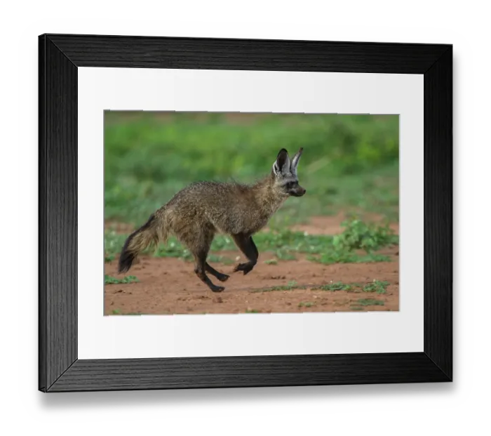 Framed Print : Bat-eared fox (Otocyon megalotis) running, Marataba, Marakele National Park, Limpopo Province, South Africa Framed Print : Bat-eared fox (Otocyon megalotis) running, Marataba, Marakele National Park, Limpopo Province, South Africa