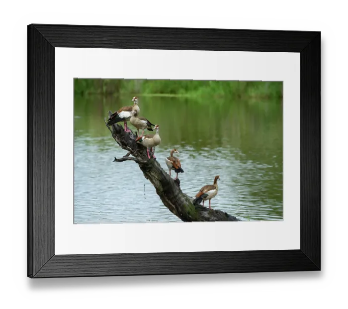 Framed Print : Group of Egyptian geese (Alopochen aegyptiacus) perched on dead tree in river, Marataba, Marakele National Park, Limpopo Province, South Africa Framed Print : Group of Egyptian geese (Alopochen aegyptiacus) perched on dead tree in river, Marataba, Marakele National Park, Limpopo Province, South Africa