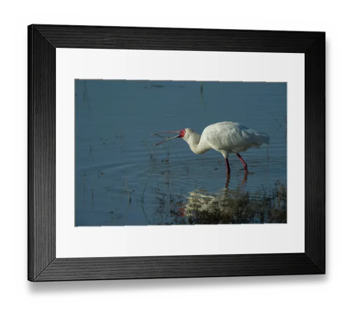 Framed Print : African spoonbill (Platalea alba) feeding in shallow water, Marataba, Marakele National Park, Limpopo Province, South Africa Framed Print : African spoonbill (Platalea alba) feeding in shallow water, Marataba, Marakele National Park, Limpopo Province, South Africa