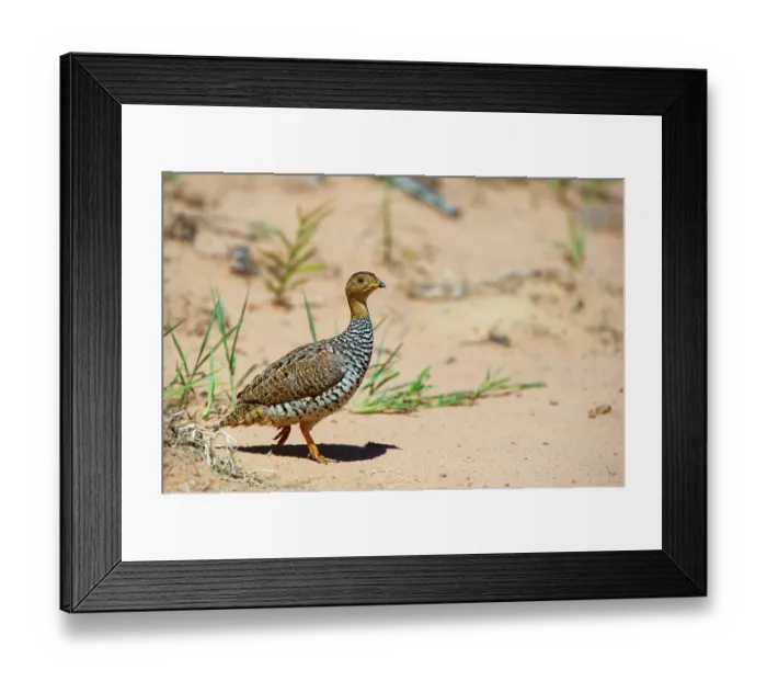 Framed Print : Coqui francolin (Peliperdix coqui) portrait, Marataba, Marakele National Park, Limpopo Province, South Africa Framed Print : Coqui francolin (Peliperdix coqui) portrait, Marataba, Marakele National Park, Limpopo Province, South Africa