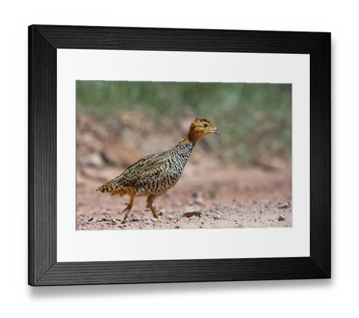 Framed Print : Coqui francolin (Peliperdix coqui) portrait, Marataba, Marakele National Park, Limpopo Province, South Africa Framed Print : Coqui francolin (Peliperdix coqui) portrait, Marataba, Marakele National Park, Limpopo Province, South Africa