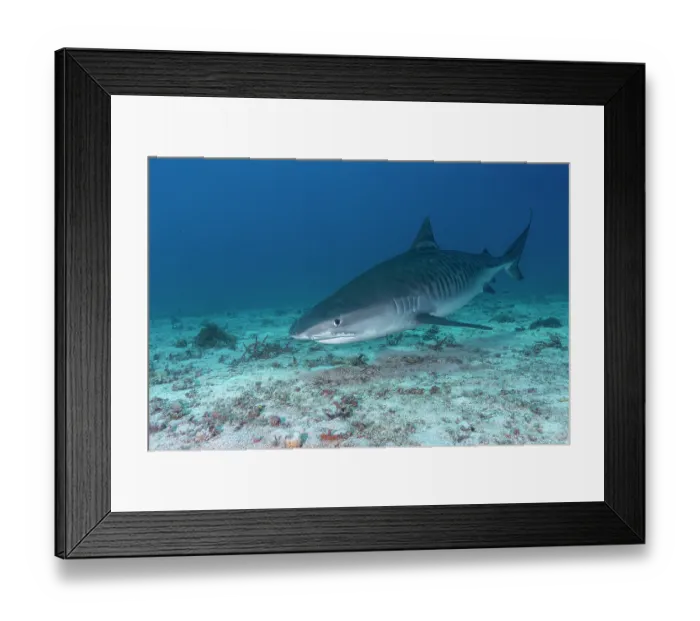 Framed Print : Tiger shark (Galeocerdo cuvier) portrait, off Malapascua Island, Philippines, Pacific Ocean