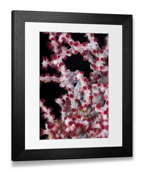 Framed Print : RF - Pygmy seahorse (Hippocampus bargibanti) camouflaged on a Sea fan (Muricella sp.) on a coral reef, Malapascua Island, Philippines, Pacific Ocean Framed Print : RF - Pygmy seahorse (Hippocampus bargibanti) camouflaged on a Sea fan (Muricella sp.) on a coral reef, Malapascua Island, Philippines, Pacific Ocean