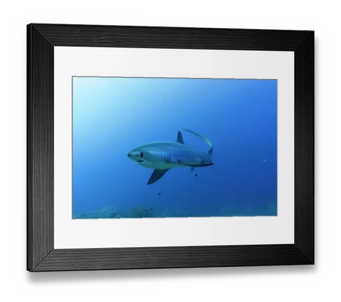 Framed Print : RF - Pelagic thresher shark (Alopias pelagicus) portrait, off Malapascua Island, Philippines, Pacific Ocean. Endangered Framed Print : RF - Pelagic thresher shark (Alopias pelagicus) portrait, off Malapascua Island, Philippines, Pacific Ocean. Endangered