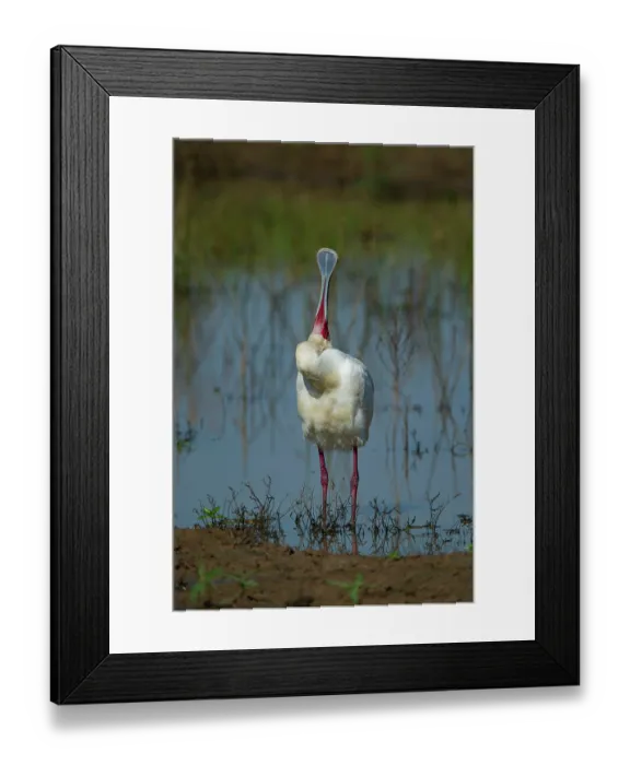 Framed Print : African spoonbill (Platalea alba) standing in shallow water, swallowing food, Marataba, Marakele National Park, Limpopo Province, South Africa Framed Print : African spoonbill (Platalea alba) standing in shallow water, swallowing food, Marataba, Marakele National Park, Limpopo Province, South Africa
