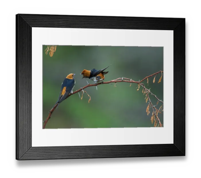 Framed Print : Two Lesser striped swallows (Hirundo abyssinica) perched on branch, one calling, Marataba, Marakele National Park, Limpopo Province, South Africa