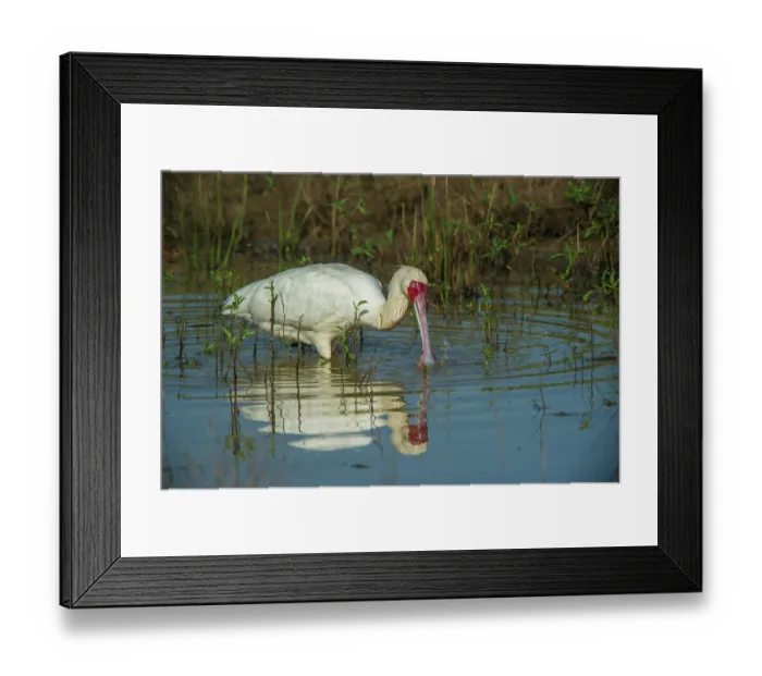 Framed Print : African spoonbill (Platalea alba) feeding in shallow water, Marataba, Marakele National Park, Limpopo Province, South Africa Framed Print : African spoonbill (Platalea alba) feeding in shallow water, Marataba, Marakele National Park, Limpopo Province, South Africa