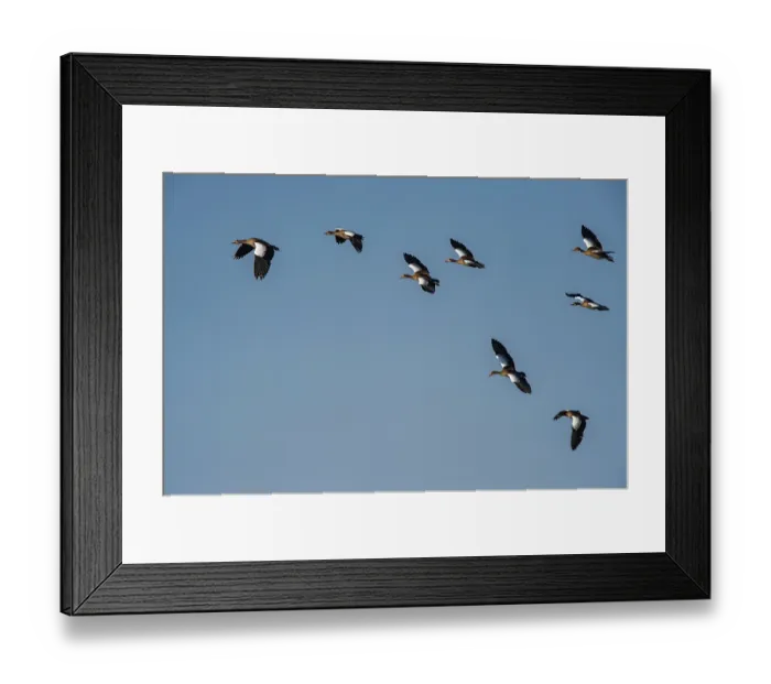 Framed Print : Egyptian geese (Alopochen aegyptiacus) flock in flight, Marataba, Marakele National Park, Limpopo Province, South Africa Framed Print : Egyptian geese (Alopochen aegyptiacus) flock in flight, Marataba, Marakele National Park, Limpopo Province, South Africa