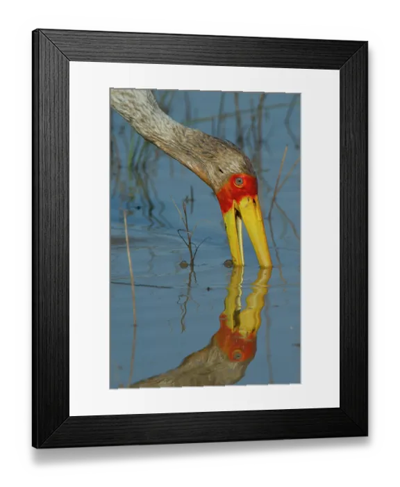 Framed Print : Yellowbilled stork (Mycteria ibis) feeding in shallow water, Marataba, Marakele National Park, Limpopo Province, South Africa Framed Print : Yellowbilled stork (Mycteria ibis) feeding in shallow water, Marataba, Marakele National Park, Limpopo Province, South Africa