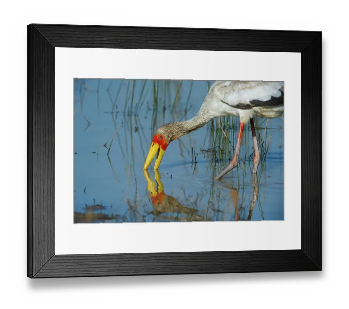 Framed Print : Yellowbilled stork (Mycteria ibis) feeding in shallow water, Marataba, Marakele National Park, Limpopo Province, South Africa