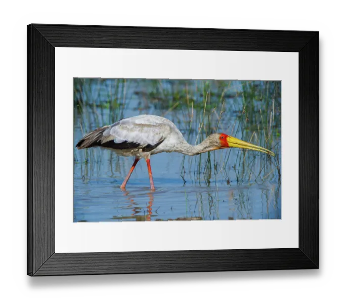 Framed Print : Yellowbilled stork (Mycteria ibis) wading in river, Marataba, Marakele National Park, Limpopo Province, South Africa Framed Print : Yellowbilled stork (Mycteria ibis) wading in river, Marataba, Marakele National Park, Limpopo Province, South Africa