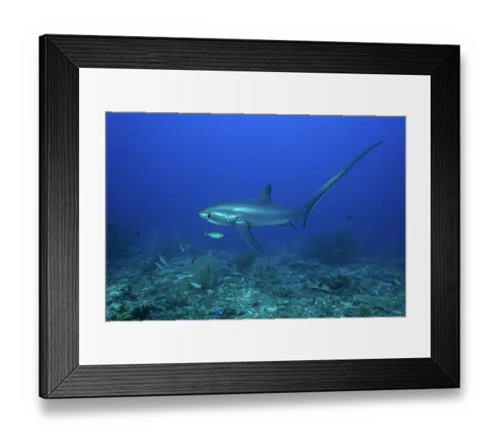 Framed Print : RF - Pelagic thresher shark (Alopias pelagicus) swimming over seabed, off Malapascua Island, Philippines, Pacific Ocean. Endangered Framed Print : RF - Pelagic thresher shark (Alopias pelagicus) swimming over seabed, off Malapascua Island, Philippines, Pacific Ocean. Endangered