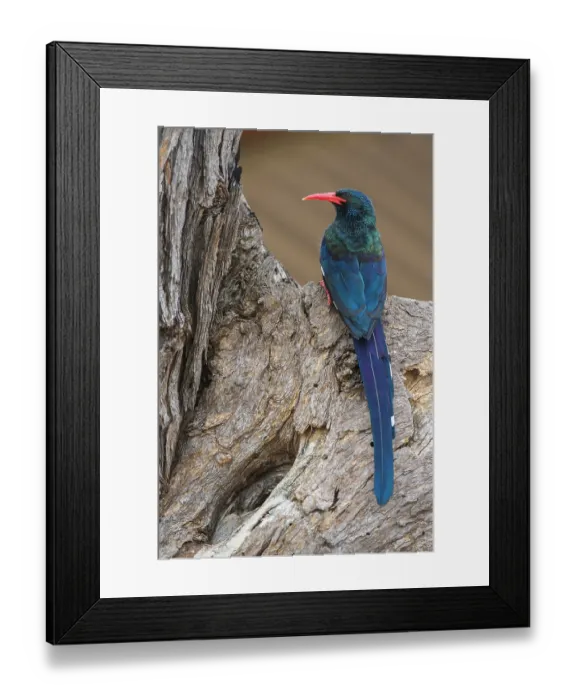 Framed Print : Redbilled woodhoopoe (Phoeniculus purpureus) perched at nest hole in tree, Marataba, Marakele National Park, Limpopo Province, South Africa Framed Print : Redbilled woodhoopoe (Phoeniculus purpureus) perched at nest hole in tree, Marataba, Marakele National Park, Limpopo Province, South Africa