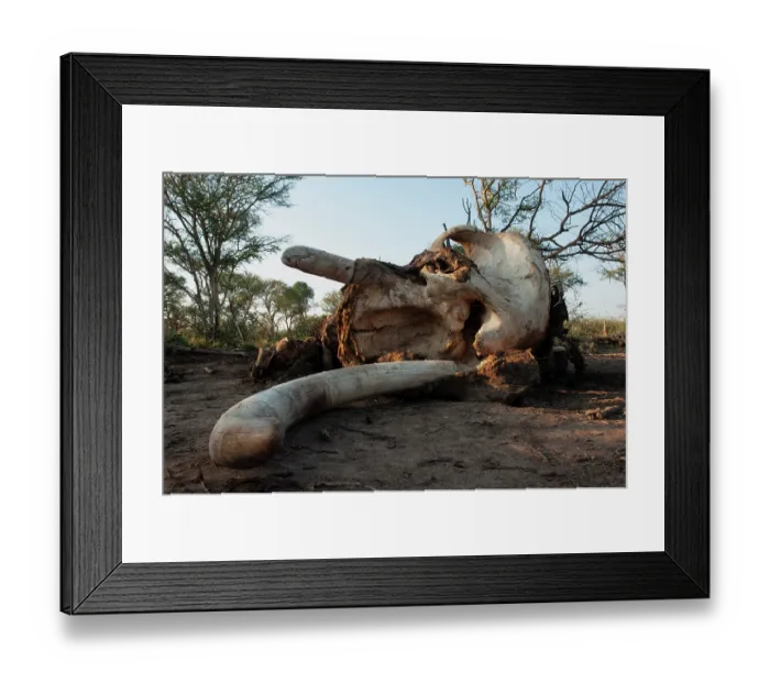 Framed Print : African elephant (Loxodonta africana) carcass, Limpopo Province South Africa. Endangered Framed Print : African elephant (Loxodonta africana) carcass, Limpopo Province South Africa. Endangered