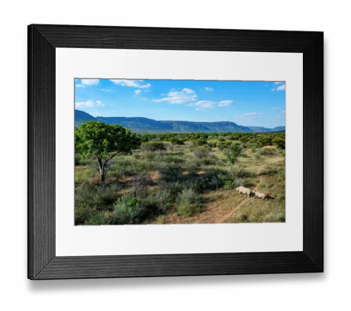 Framed Print : Aerial view of Black rhinoceros (Diceros bicornis) female and calf walking through bushland with mountains in background, Marataba, Marakele National Park, Limpopo Province