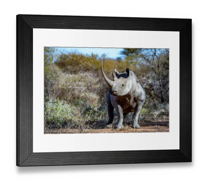 Framed Print : Black rhinoceros (Diceros bicornis) male, portrait, Marataba, Marakele National Park, Limpopo Province, South Africa. Critically endangered Framed Print : Black rhinoceros (Diceros bicornis) male, portrait, Marataba, Marakele National Park, Limpopo Province, South Africa. Critically endangered