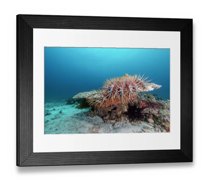 Framed Print : RF - Crown-of-thorns (Acanthaster planci) starfish feeding on hard coral (Acropora sp.), Malapascua Island, Cebu, Philippines, Pacific Ocean Framed Print : RF - Crown-of-thorns (Acanthaster planci) starfish feeding on hard coral (Acropora sp.), Malapascua Island, Cebu, Philippines, Pacific Ocean