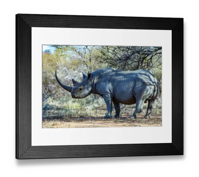 Framed Print : Black rhinoceros (Diceros bicornis) male, portrait, Marataba, Marakele National Park, Limpopo Province, South Africa. Critically endangered Framed Print : Black rhinoceros (Diceros bicornis) male, portrait, Marataba, Marakele National Park, Limpopo Province, South Africa. Critically endangered