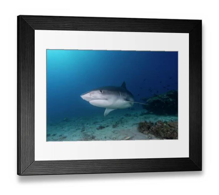 Framed Print : RF - Tiger shark (Galeocerdo cuvier) swimming over seabed, off Malapascua Island, Philippines, Pacific Ocean Framed Print : RF - Tiger shark (Galeocerdo cuvier) swimming over seabed, off Malapascua Island, Philippines, Pacific Ocean