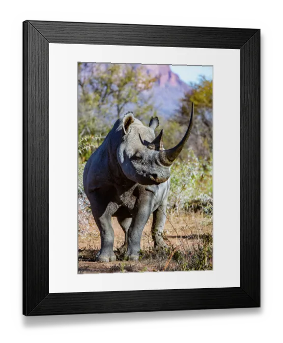 Framed Print : Black rhinoceros (Diceros bicornis) male, portrait, Marataba, Marakele National Park, Limpopo Province, South Africa. Critically endangered Framed Print : Black rhinoceros (Diceros bicornis) male, portrait, Marataba, Marakele National Park, Limpopo Province, South Africa. Critically endangered